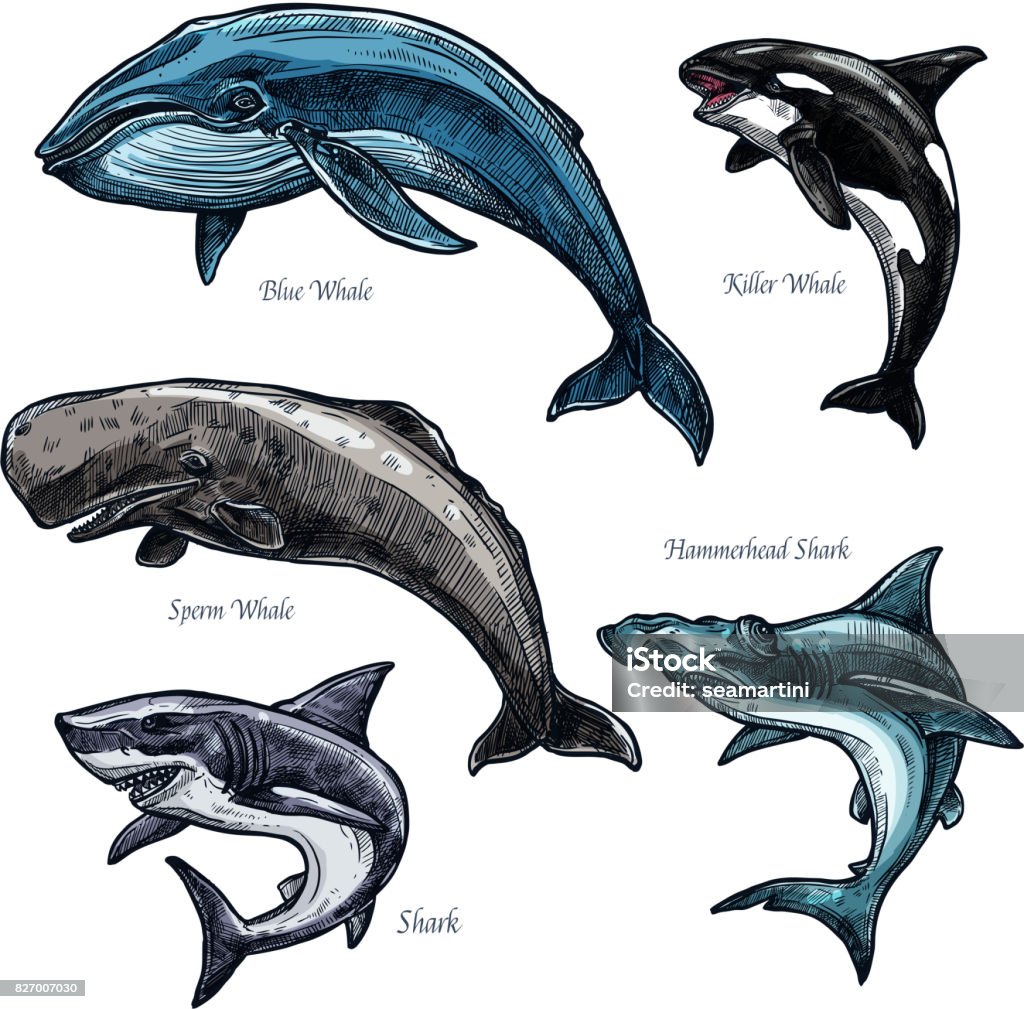 Giant Sea Animals Whale And Shark Vector Icons Set Stock Illustration - Download Image Now - Shark, Killer Whale, Whale - iStock Giant Sea Animals Whale And Shark Vector Icons Set Stock Illustration - Download Image Now - Shark, Killer Whale, Whale - iStock