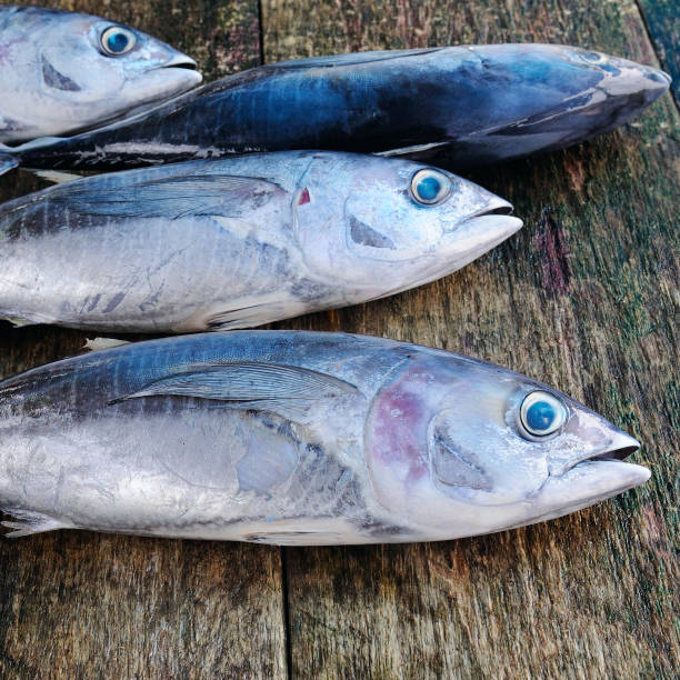 istock Fish tuna on wooden background 827007690