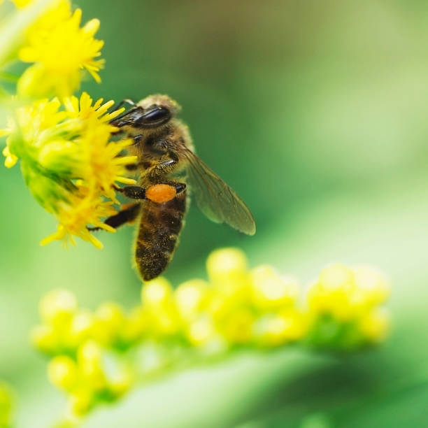istock bee collects nectar on flowering plants of meadows 827007732