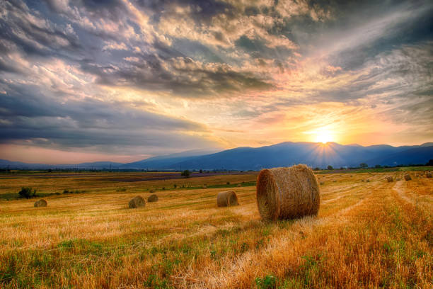 istock At sunset in the field 827010662