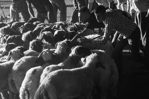 People are selling and buying livestock animals in market for Eid Al-Adha (Kurban Bayrami).General view of livestock auction market in city of Sanliurfa, Turkey is seen in photo.Shot from a high angle point of view.