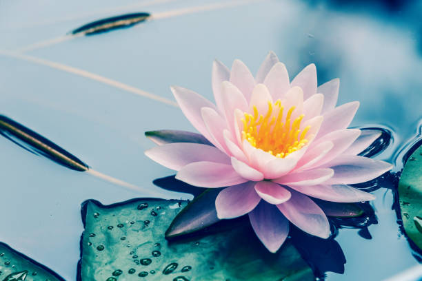 istock waterlily blooming in the pond 827010774