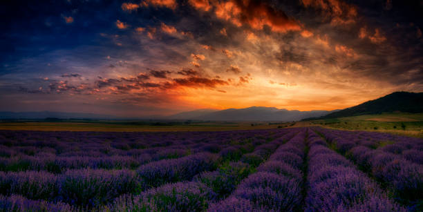 istock At sunset in the lavender field (Panorama) 827014246