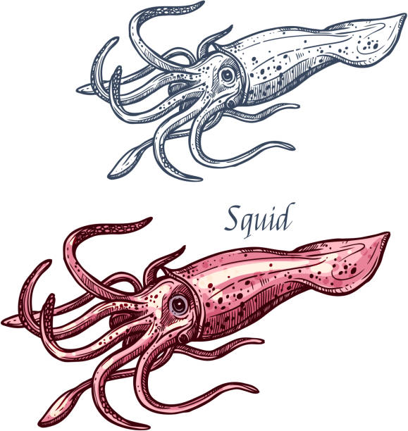 Squid seafood sea animal isolated sketch Squid seafood isolated sketch. Sea animal, european squid with pink tentacles and mantle. Seafood, fish market label, food packaging or underwater sea animal themes design loligo stock illustrations