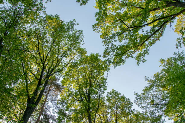 istock Treetop photographed from below 827018194
