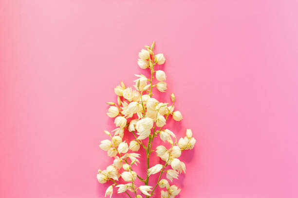 istock Yucca brunch with flowers on pink background 827021426