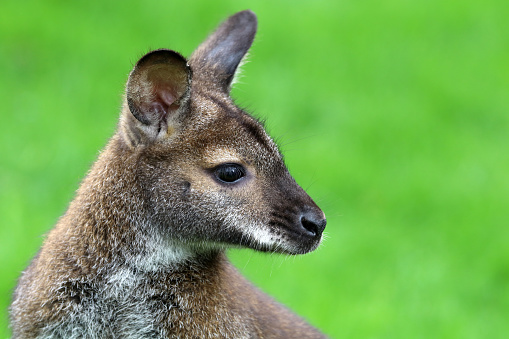 Young male Kangaroo standing on grass at the beach on a sunny day
