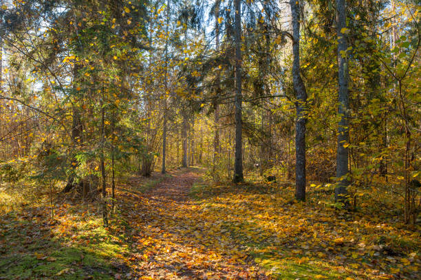 istock Path through the autumn forest with deciduous trees backlit by the rays of the sun. 827022856