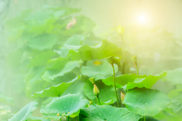 Blooming lotus flower and mist natural landscape in the summer