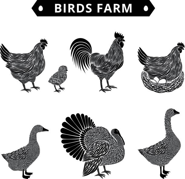 Birds farm silhouette. Poultry birds: duck, rooster, chick, goose,hen, turkey. Birds farm silhouette. Poultry birds: duck, rooster, chick, goose,hen, turkey. thanksgiving holiday silhouettes stock illustrations