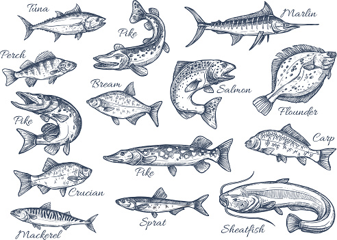Fishes sketch icons of tuna, perch and pike or salmon and marlin. Vector set of saltwater sea or freshwater river fish species flounder, sheatfish or car and sprat mackerel for fishing design