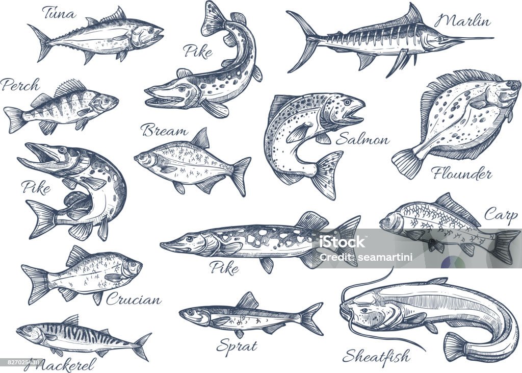 Vector sketch icons of fish of river or sea Fishes sketch icons of tuna, perch and pike or salmon and marlin. Vector set of saltwater sea or freshwater river fish species flounder, sheatfish or car and sprat mackerel for fishing design Fish stock vector