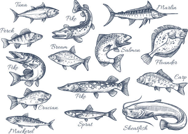 Vector sketch icons of fish of river or sea Fishes sketch icons of tuna, perch and pike or salmon and marlin. Vector set of saltwater sea or freshwater river fish species flounder, sheatfish or car and sprat mackerel for fishing design fish stock illustrations