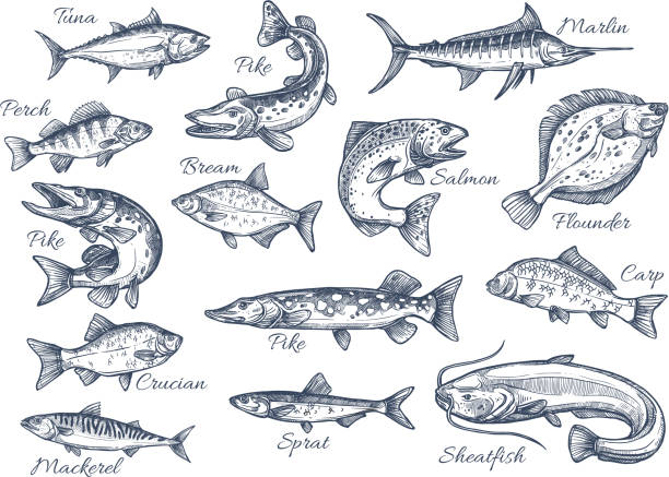 Vector sketch icons of fish of river or sea Fishes sketch icons of tuna, perch and pike or salmon and marlin. Vector set of saltwater sea or freshwater river fish species flounder, sheatfish or car and sprat mackerel for fishing design saltwater fish stock illustrations