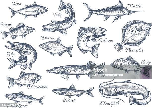 Vector Sketch Icons Of Fish Of River Or Sea Stock Illustration - Download Image Now - Fish, Illustration, Salmon - Seafood