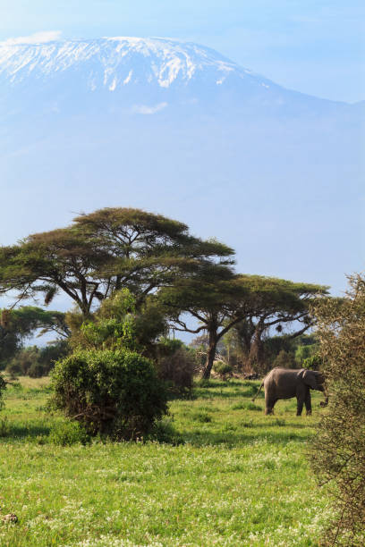 istock Big african elephant with long tusks. Kenya, Africa 827026112