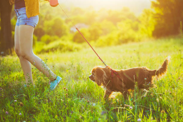 istock Owner walking with dog together in park 827026166