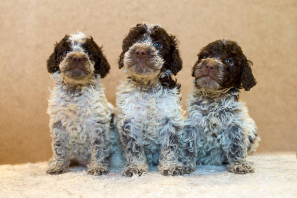 Lagotto Romagnolo  puppies pet in action Pet playing,  bred  by kennel OKEANAS lagotto romagnolo stock pictures, royalty-free photos & images