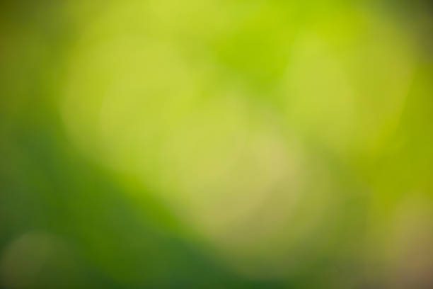 istock Beautiful blurred green background leaf  of trees 827026358