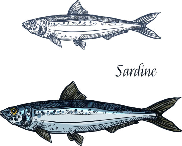 Sardine fish vector isolated sketch icon Sardine fish vector sketch icon. Isolated sea pilchard herring or sardinella fish species. Isolated symbol for seafood restaurant sign or emblem, fishing club or fishery market commercial tuna fishing stock illustrations