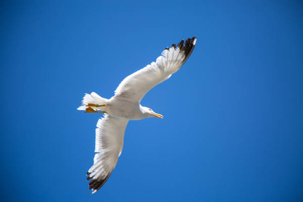 istock Seagull flying in the blue sky 827026550