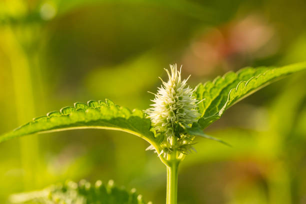 A beautiful fresh mint growing in the summer garden. Ingredient for a refreshing tea. Shallow depth of field closeup macro photo of leaves.