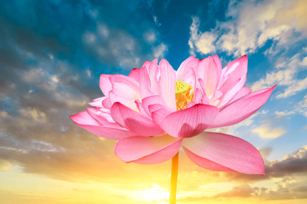Blooming lotus and sky natural landscape in the summer