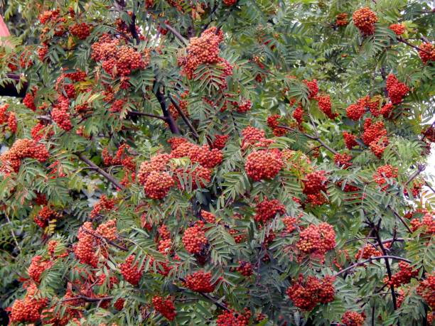 istock Rowan berries on a close-up branch 827029026