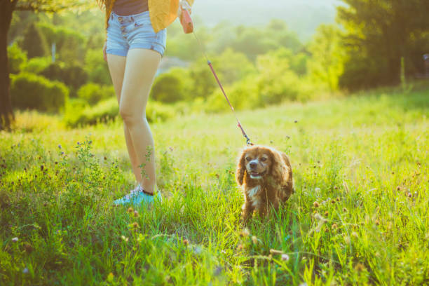 istock Owner walking with dog together in park 827029034