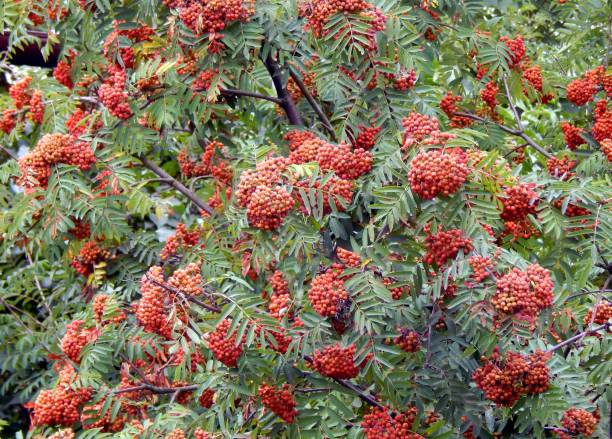 istock Rowan berries on a close-up branch 827029042