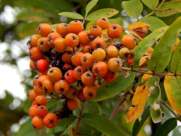 istock Rowan berries on a close-up branch 827029056