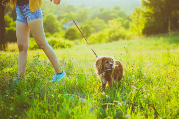 istock Owner walking with dog together in park 827029072
