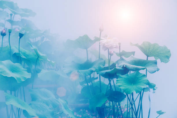 istock Blooming lotus flower and mist natural landscape 827029382