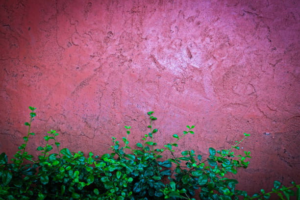 Red cement wall and small green tree in below for background.