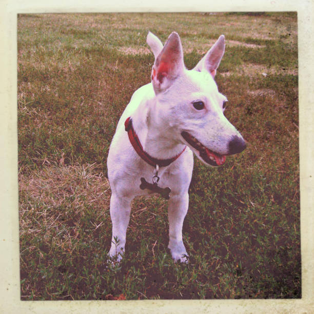 istock Dog with necklace and pendant 827029820