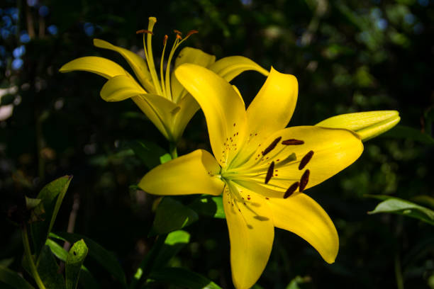 istock Yellow oriental lily in the garden 827030762