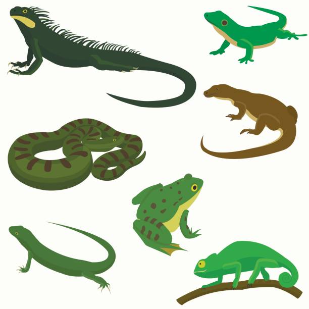 illustrazioni stock, clip art, cartoni animati e icone di tendenza di icone decorative di rettili e anfibi in stile cartone animato illustrazione vettoriale isolata - lizard
