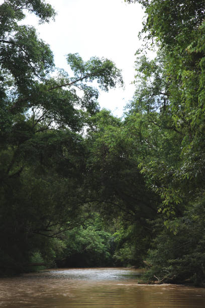 istock River in the Forest.Dark tone background 827035946