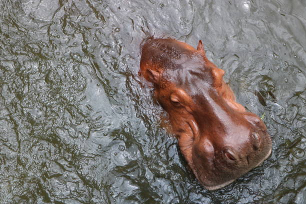 istock Hippopotamus in the water 827036106