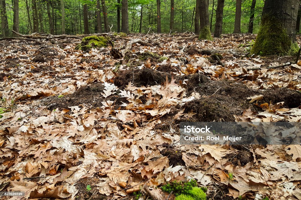 Forest bottom totaly grubbed by Wild Boars His scrofa Animal Stock Photo