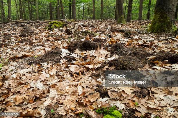 Forest Bottom Totaly Grubbed By Wild Boars Stock Photo - Download Image Now - Animal, Animal Wildlife, Animals In The Wild