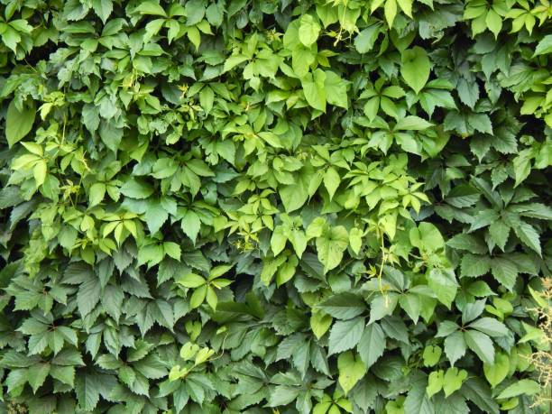 istock Green plant hops closeup 827043800