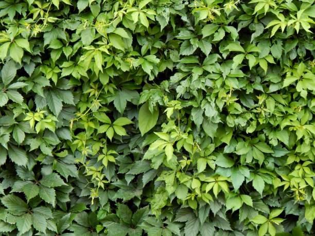 istock Green plant hops closeup 827043810