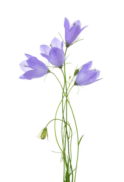 Four bellflowers isolated on white.