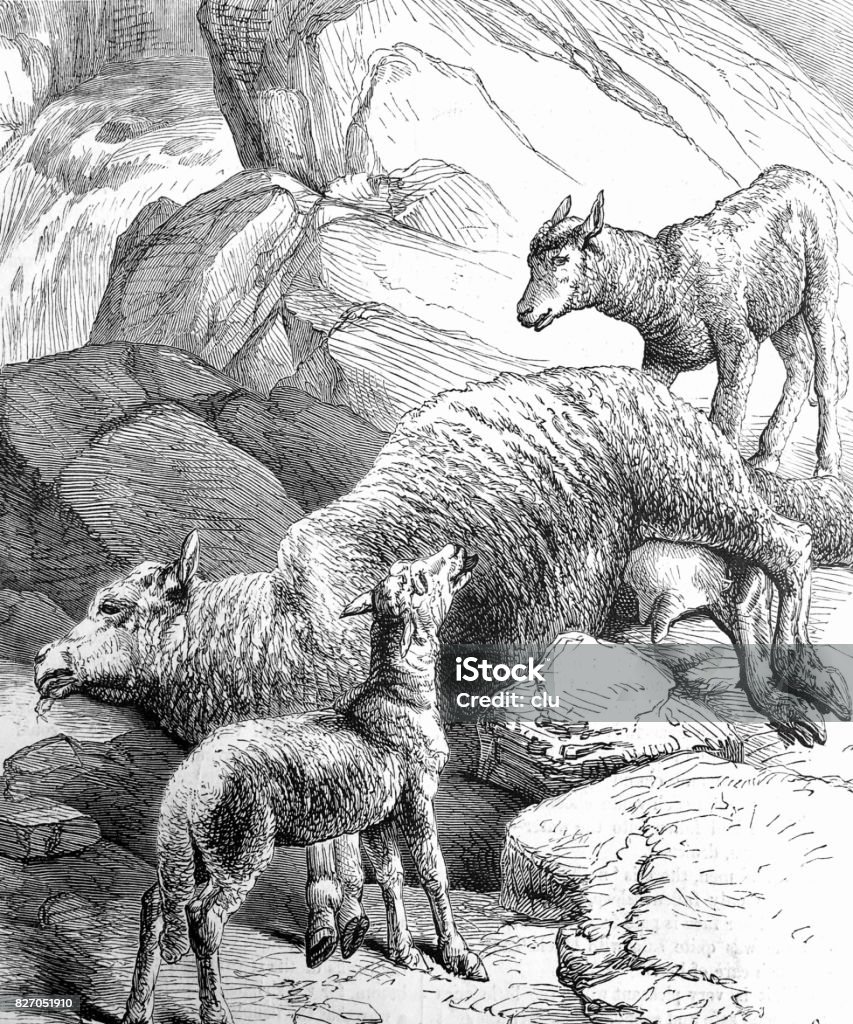 Dead Mother sheep and two lambs Illustration from 19th century Lamb - Animal stock illustration