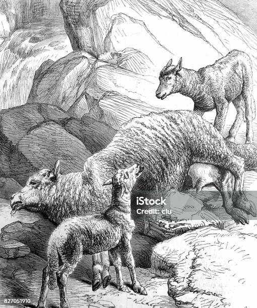 Dead Mother Sheep And Two Lambs Stock Illustration - Download Image Now - Lamb - Animal, 16th Century, 1870-1879