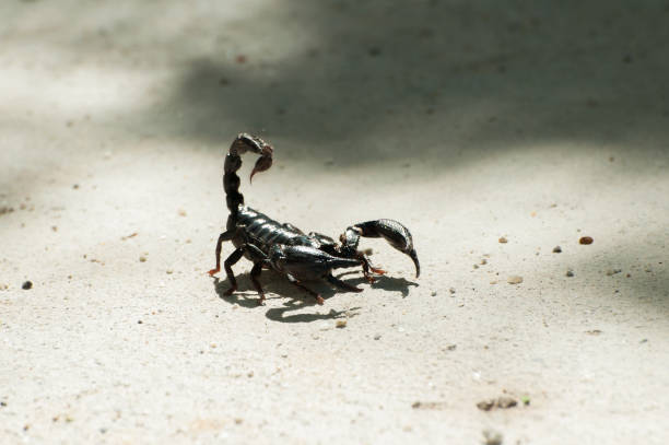 istock Emperor Scorpion or black scorpion ( Pandinus imperator) 827054760
