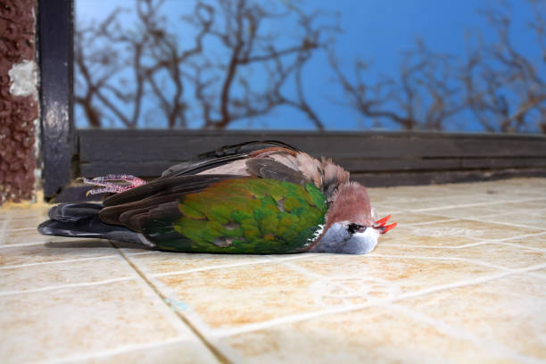 aves muertas con las ventanas de cristal. - accident animal bird animal body fotografías e imágenes de stock