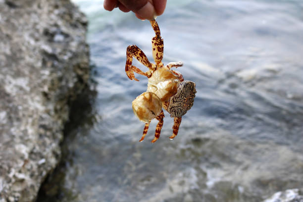 istock Dead crabs on the rocks by the sea. 827058314