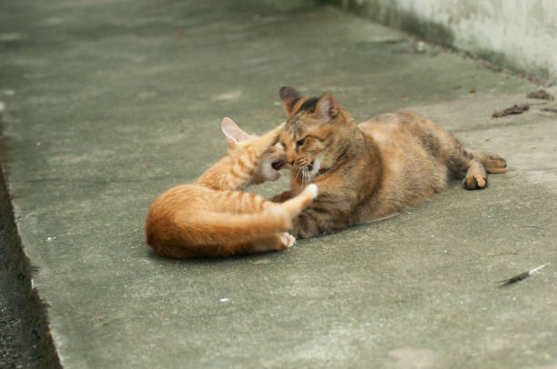 istock Cat mom and little kitten playing on the floor 827058556